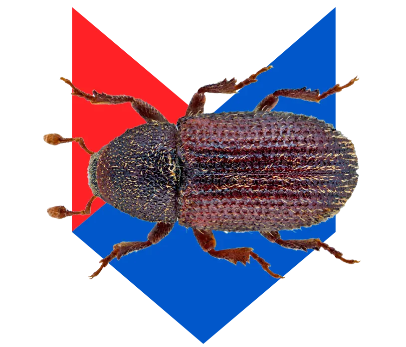 Короед Короед