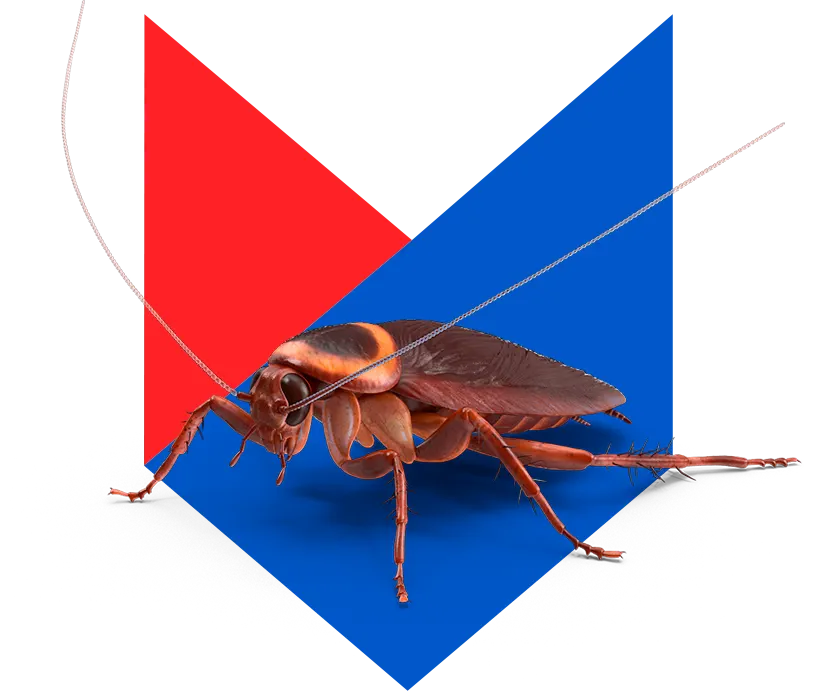 Таракан Таракан